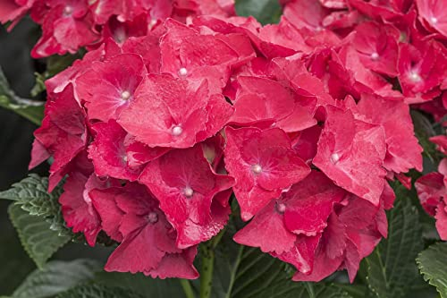 Hydrangea macrophylla 'Hot Red' 30-40 cm - Hortensie, leuchtend rote Blüten, Blütezeit Juni-September, ideal für Kübel, pflegeleicht und winterhart