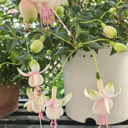 fuchsien hängend - winterharte kübelpflanzen gartenblumen balkonblumen exotische zimmerpflanzen gartendeko für draußen outdoor rankpflanzen bodendecker stauden gewächshaus balkon 75samen
