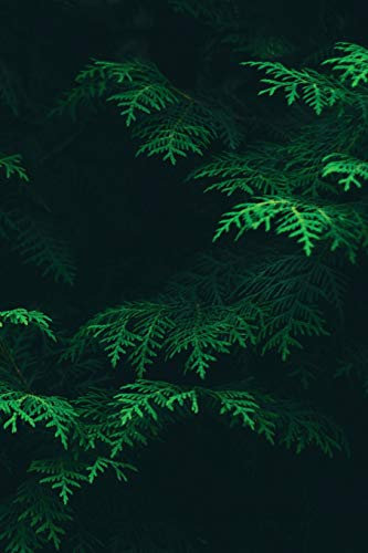 Conifer Notebook: Blank Journal Diary Memoir Log Logue: Volume 46 (Go Green 150 Lined)