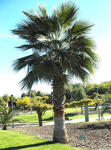 Portal Cool Washingtonia Robusta | Mexican Palma | Skyduster | 10_Seeds