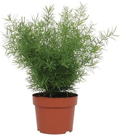 Asparagus Sprengeri Planta de Interior Helecho Esparraguera Planta Natural Verde muy Resistente