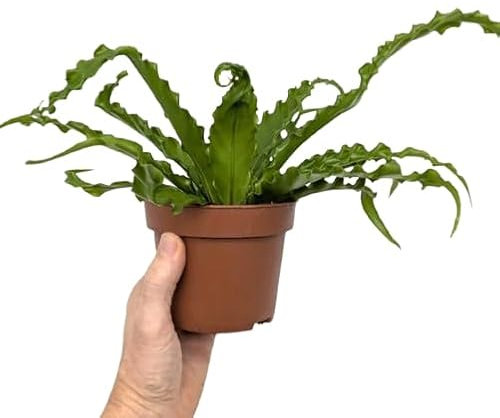 Planta Asplenium Nido de Ave Helecho Verde Natural Fresco y Atemporal