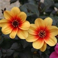 6 x Dahlia 'Moonfire' Cottage Garden Perennial Plug Plants