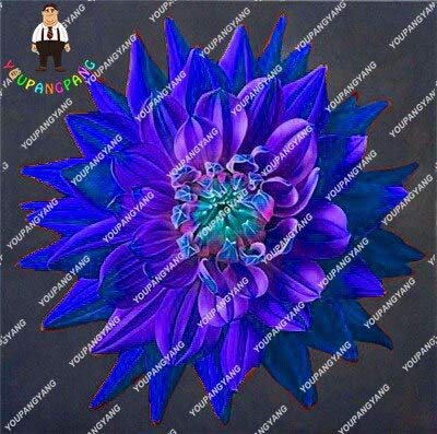 Graines de fleurs de dahlia fraîches à planter en bleu paquet de 100 graines