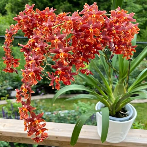 Semi di orchidea Oncidium - raro da balcone esotico semi di come bomboniera estivi copertura del terreno organico arredamento del soggiorno per gli amanti 85pcs