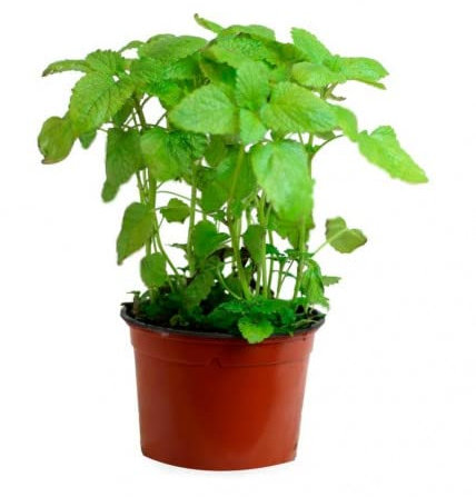 Hierbabuena (Maceta 13 cm Ø) - Planta viva - Planta aromatica