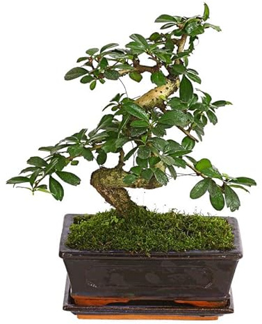 Bonsái Carmona Microphylla Natural Árbol Fácil de Mantener
