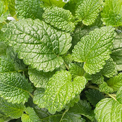 Moroccan Mint - Grow Your Own Herbs | Tasty Potted Garden Herb, Ready to Plant | Potted Culinary Herb Plants in Pot (15-20cm Incl. Pot)