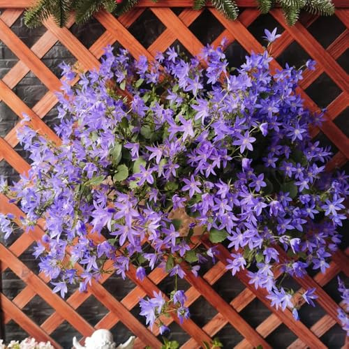 Semi di campanula-Campanula media,coltivazione di semi,resistenti all'esterno da appartamento,da piantare da giardino 250pcs