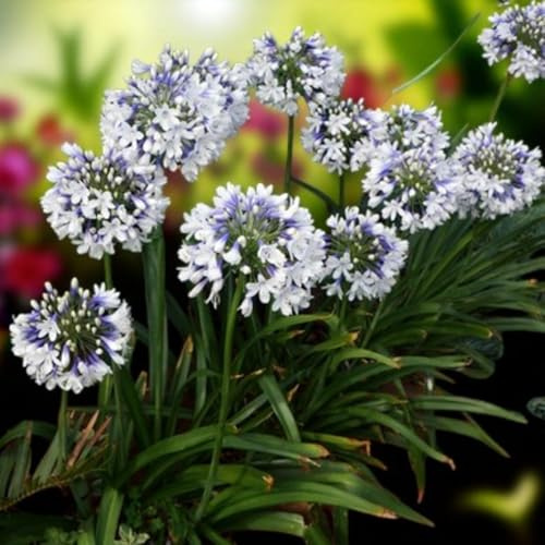 Carbeth Plants Agapanthus Twister Bare Root – Hardy Cottage Garden Perennial with Striking White Flowers – Loved by Pollinators (1)