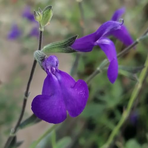 semillas de salvia - resistentes perennes cobertura del suelo decorativas 400pcs