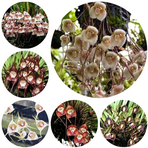 semi di orchidea scimmia, in vaso, esotiche balcone rare rampicanti resistenti, adatte al pieno sole 120pcs