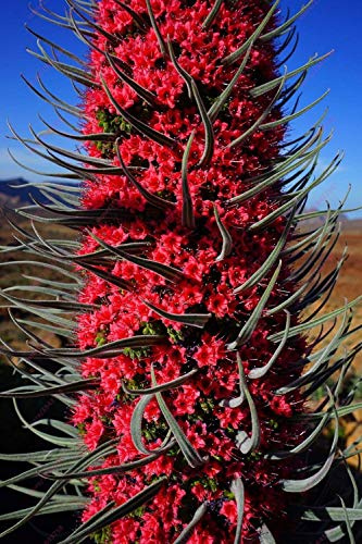 Portal Cool Red Tajinaste Gigante - ECHIUM WILDPRETII - Torre di Gioielli 50 Semi