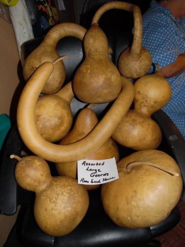 10 Large Seeds of Huge Seed Mix by Large Gourds In Photo! : Seeds Only
