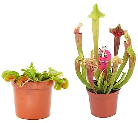 Dos Plantas Carnívoras Naturales - Venus y Sarracenia - Ideales para el Interior o el Exterior del Hogar