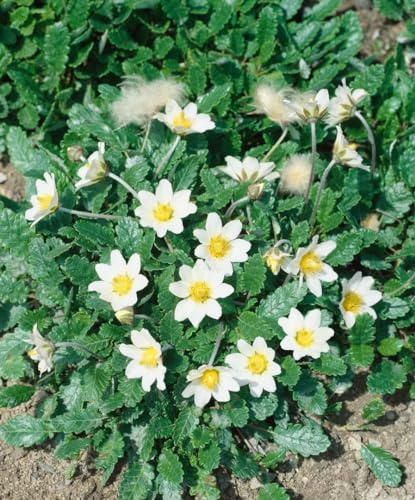Dryas x suendermannii 9x9 cm Topf – Winterhart, Immergrün, Mehrjährig – Silberwurz – Bodendecker für Steingarten & Trockenmauer