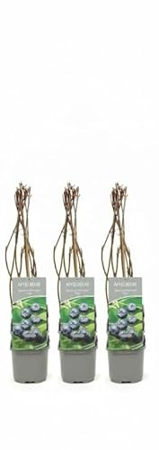 Pianta di Aronia in confezione da 3 piante