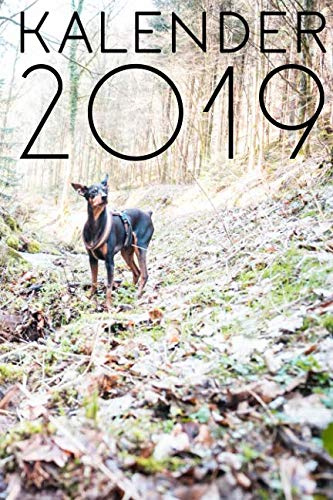 Kalender 2019: praktischer & schlichter Kalender - 1 Woche 2 Seiten - Feiertage und Kalenderwoche - Softcover mit Zwergpinscher Hunde Print auf dem Cover