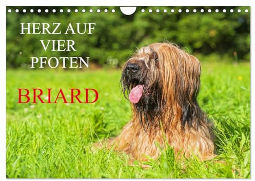 Herz auf vier Pfoten - Briard (Wandkalender 2026 DIN A4 quer), CALVENDO Monatskalender: Auf 13 traumhaft schönen Fotos zeigt die Tierfotografin Sigrid Starick diese schöne Hunderasse (CALVENDO Tiere)
