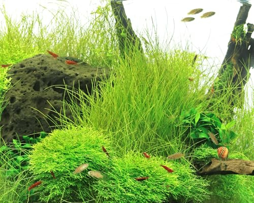 Zwergnadelsime/Eleocharis parvula - NatureHolic In-Vitro Aquarium Pflanze