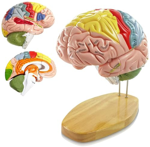 UIGJIOG 9 Colores Modelo De Cerebro Humano con Etiquetas Modelo De Anatomía De Tamaño Natural para Aprender Ciencias En El Aula Modelo Médico Identificar Funciones Cerebrales Enseñanza Neurociencia