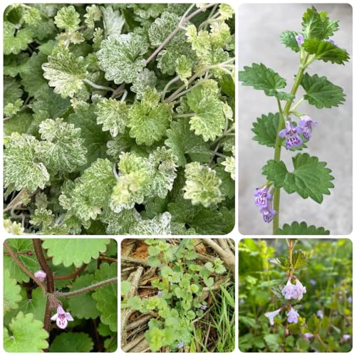 semi di selvatiche edera terrestre, edera terrestre, luoghi soleggiati glecoma hederacea tappezzante perenne resistente, seme biologico 300pcs