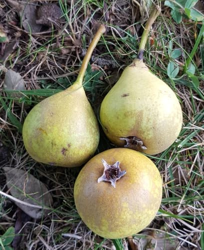 Pyrus calleryana (Semis) / Poirier de Chine/Conteneur de 7 à 10 litres/Fruitier/Porte-greffe