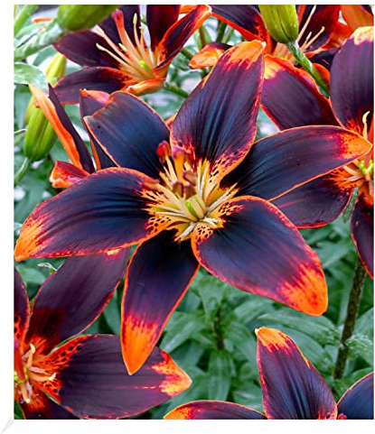 BALDUR Garten Lilie Forever Susan,3 Zwiebeln, Lilium Asiaticum, winterharte und mehrjährige Lilie, Zwiebelumfang 12-14 cm, Lilienzwiebeln, Blumenzwiebeln, bienenfreundlich, schmetterlingsfreundlich