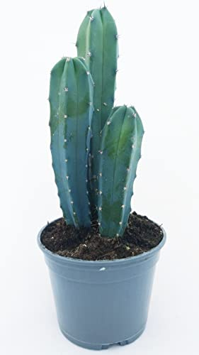 POWERS TO FLOWERS - MYRTILLOCACTUS, MIRTILLOCACTUS, Vaso 11cm, pianta vera