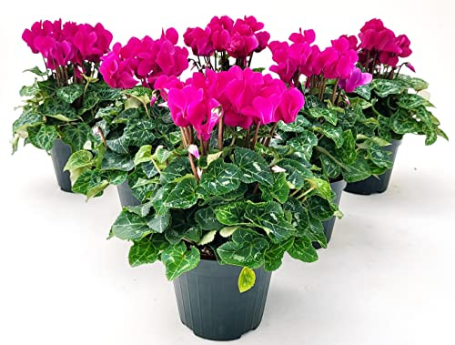 POWERS TO FLOWERS - CICLAMINO SUPERSERIE FUCSIA, FIORITURA EXTRA, 6 PIANTE, VASO 12CM, piante vere