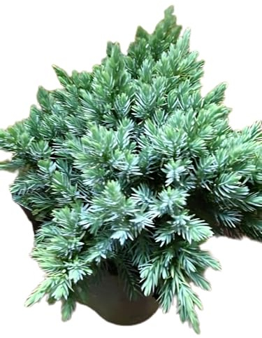 blauer Zwerg Wacholder Juniperus squamata Blue Star 25-30 cm breit 3 L Topf | Immergrün, winterhart & pflegeleicht – kompakter Wuchs mit blauen Nadeln, ideal für Steingarten, Beet & Kübel