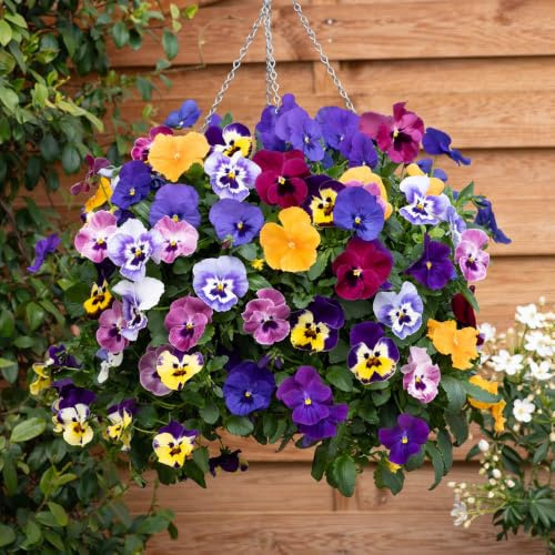 YouGarden Pansy 'Top Wave', Trailing Variety, 20 x Garden Ready Plug Plants, Garden Colour, Great for Pots