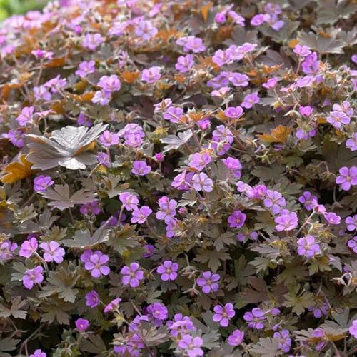 Semi di Geranio, semi di Geranio wilfordii, rare giardino semi esotici decorazione floreale autunnali per gli ospiti con 180pcs