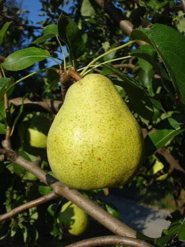 1 x Doyenne Du Comice Pear Tree 4-5ft in 6L Pot, Dessert Pear with Fine Flavour