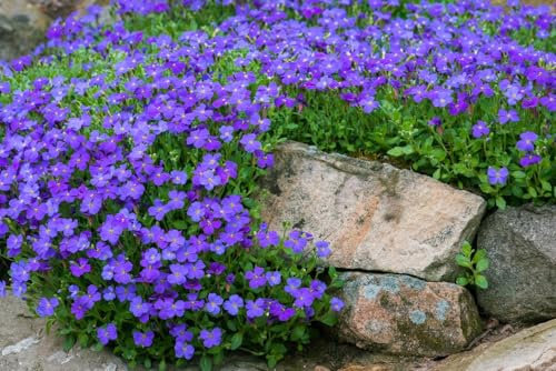 Semi Di Aubrieta timo strisciante, Seme Aubretia fiori Perenni per Giardino Roccioso, crescione viola, Resistenti al Freddo, 500 Semi, Aubrieta seeds
