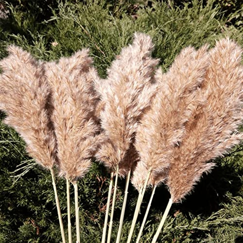 SREED 20 Pcs 27 Inch Tall Fluffy Pampas Grass XL Size Brown Dry Pompous Grass Decor Wedding Flower Boho Decor Natural Pompas Flower Bouquet (Brown, 27 inch)