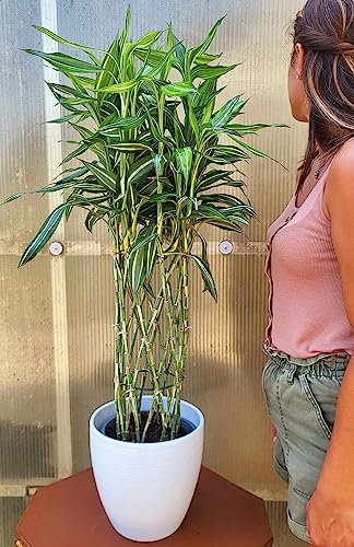 POWERS TO FLOWERS - LUCKY BAMBOO XXL VARIEGATO BIANCO A SPIRALE CILINDRICA, IN VASO BIANCO A RIGHE, Pianta Vera