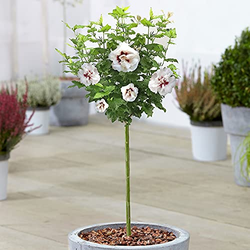 Hibiscus Speciosus - Rose de Sharon | Arbre caduc en pot pour jardins et patios.