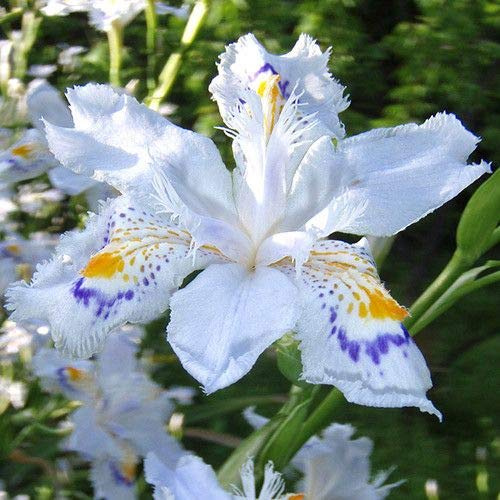 Verlust Förderung! 50 Pz/borsa 24 coloriJapanese Iris Japonica-Blumensamen, weiße Iris Orchidee Samen Japanische Seltene Blumen-Pflanze, Garten Heim Bonsai