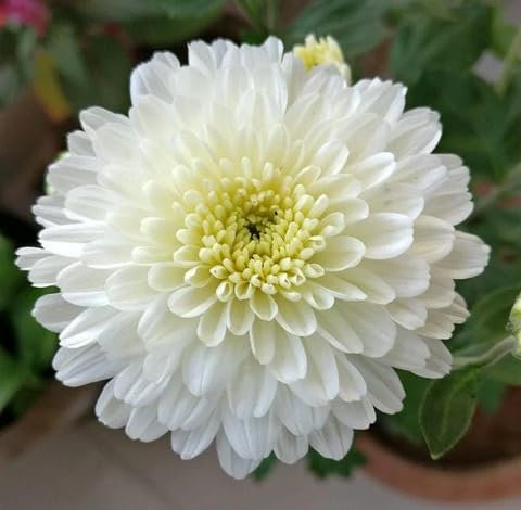 100pcs Chrysanthemum Flower Seeds White