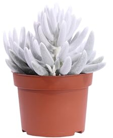 eGarden.store - Pianta vera di Senecio Haworthii Mont Blanc - Altezza pianta: 10 cm Diametro vaso: 10 cm - Pianta succulenta dal fogliame bianco ideale come ornamentale per interno o esterno