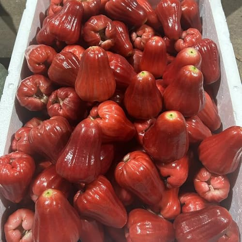 syzygium samarangense obstbäume, bonsaibaum hochbeet frisch, winterharte balkon deko wohnzimmer 100samen