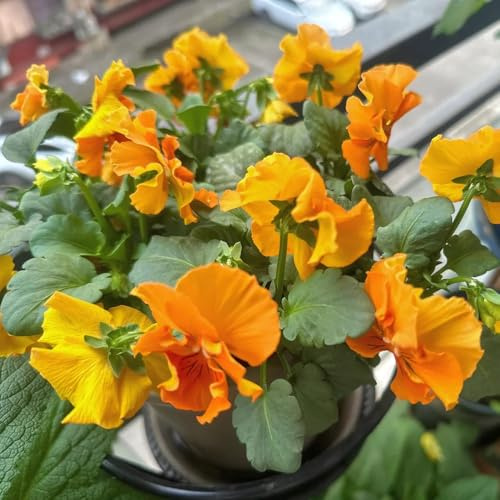 hornveilchen dachbegrünung schmetterlingsflieder mehrjährige stauden winterhart balkon garten pflanzensamen exotisch frühlingsblumen bodendecker winterhart mehrjährig blumendeko 500samen