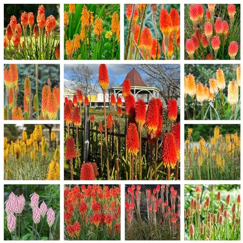 semi di giglio torcia, decorative, selvatici resistenti tappezzanti, giardino 200pcs
