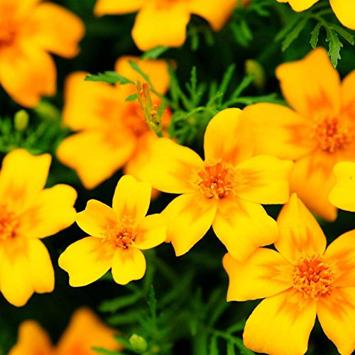 Marigold Seeds - Signata - Gem Series - Golden - 500 Seeds - Tagetes tenuifolia - Non-GMO, Open Pollinated - Flower Gardening