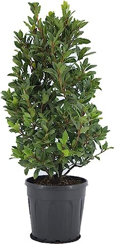 DECOALIVE Laurel Natural Árbol para Decorar y Cocinar Planta Aromática
