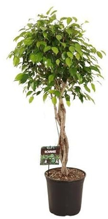 Birkenfeige – Ficus Benjamina Exotica – Ø27cm – 120cm – Große Zimmerpflanze mit üppigem, grünem Laub – Pflegeleichte & dekorative Grünpflanze für Wohnzimmer & Büro
