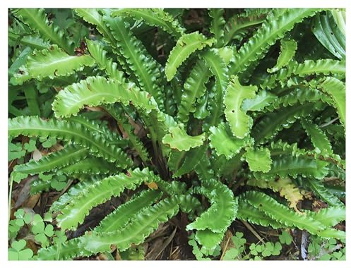 Stauden Gänge 3 x Phyllitis scolopendrium 'Angustifolium' Hirschzungenfarn | Immergrüner Farn für Halbschatten bis Schatten, mehrjährig, 1 L Topf (11x11 cm)