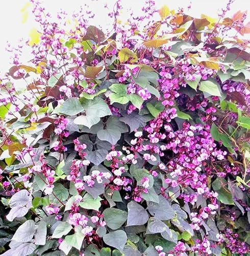 1 Pack of 8 SEEEDS Hyacinth Bean Dolichos Lablab Purple & White