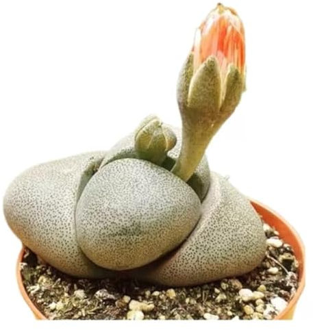 Suculenta Lithops en Maceta Piedra Viva de Fácil Cuidado (5 cm)